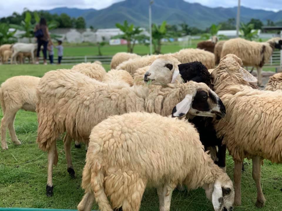 Oon Valley Farm Stay San Kamphaeng Exteriör bild